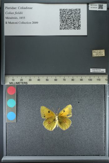 Media type: image;   Entomology 184534
